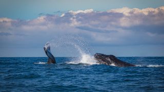 לוויתנים פוארטו ויארטה