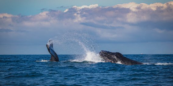 לוויתנים פוארטו ויארטה